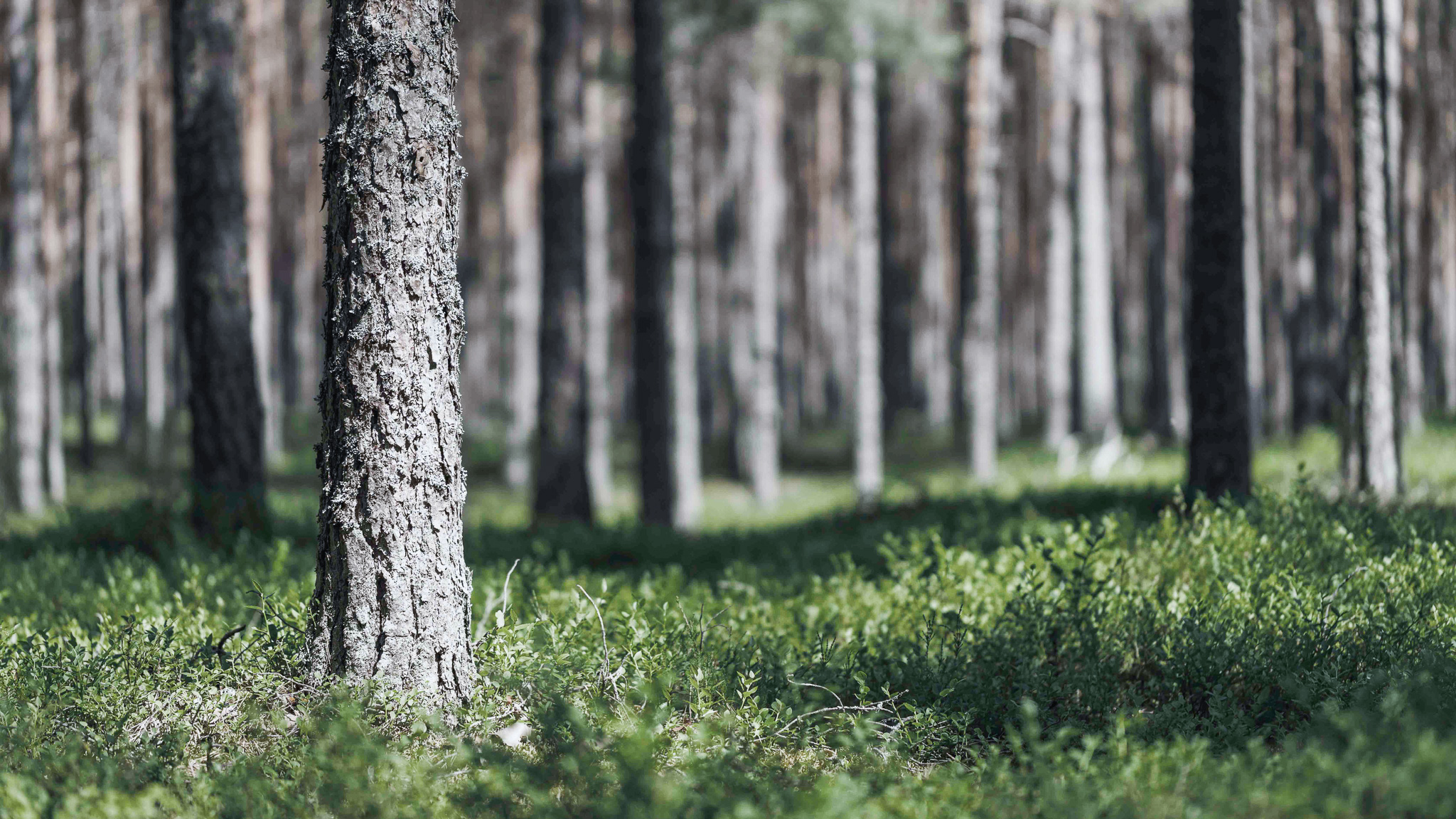 Lindahl bidrar till Oxfords Climate Policy Monitor – för andra året i rad